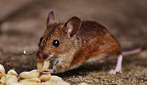 24 Hour & Emergency Exterminators in Callender, IA